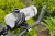 Torpedo-Kompact-125-Lite-1.jpg